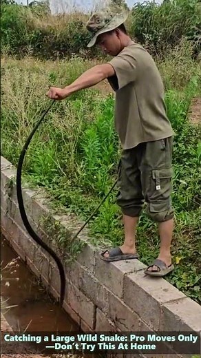 Catching a Large Wild Snake: Pro Moves Only—Don’t Try This At Home