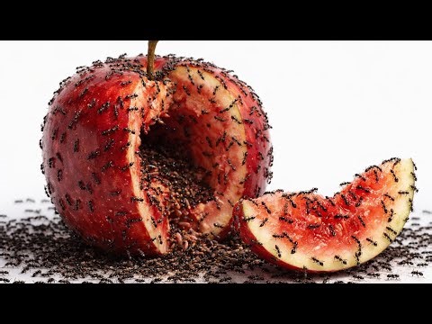 “Shocking Apple Infested With Hundreds of Ants – You Won’t Believe This!”