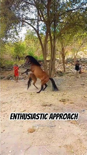 Enthusiastic Approach Behavior: Horse Moves Swiftly While Calling From A Distance🐴🌿 #shorts