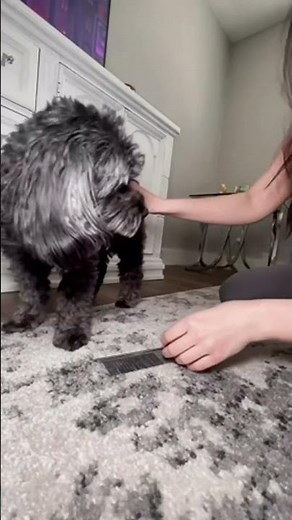 Overview of Metal Dog Combs Between Grooming Appointments | TanDraji