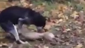 Stray dog tries to wake up his friend after he's run over