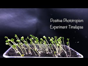 Positive Phototropism Experiment Timelapse