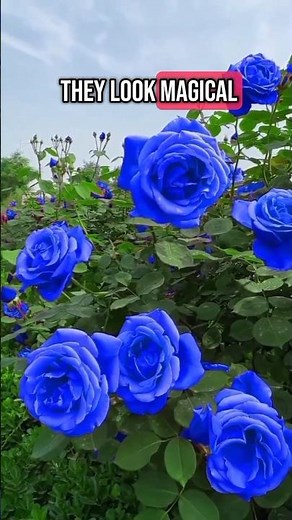 The Truth Behind Blue Roses | Nature's Mystical Secret #Rose #BlueRoses #NatureFacts