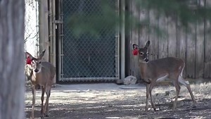 4K views · 407 reactions | Meet Sugar and Spice, two female white-tailed deer that now call the Zoo home. You can visit these two in their Texas Wild! habitat, sharing a space with the Rio Grande turkey, the sandhill cranes and the Indian runner duck. We’re so excited to welcome this deer duo! | Fort Worth Zoo | Facebook