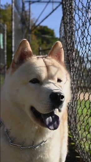 Akita The northern Japanese breed