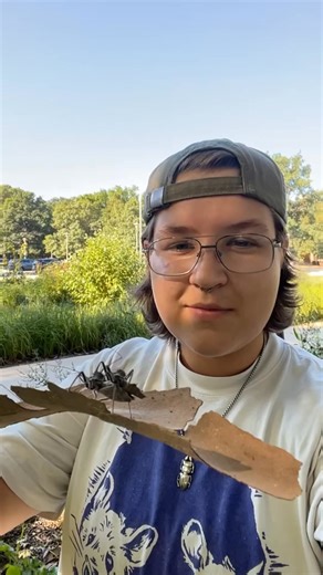 3K views · 55 reactions | The wheel bug is one tough bug! They prey on a lot insects, including garden pests and invasive bugs like Japanese beetles and stink bugs. Their bite can pack a punch, so if you see one, give it space. | University of Illinois Extension | Facebook