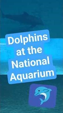 Dolphins at the National Aquarium in Baltimore
