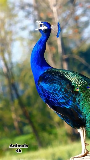 Peacock’s Royal Call & Majestic Flight! 🦚🔥 #birds #peacock #animals