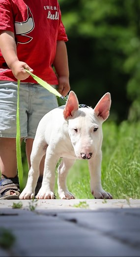 Unbreakable bond! 🐾❤️ Watch as this Miniature Bull Terrier Malibu and his adventurous 2-year-old friend share laughter, cuddles, and endless fun. From puppy antics to sweet moments, this dynamic duo proves that friendship knows no age. 🐶👶 #BullTerrier #ToddlerLife #BestBuds #fypシ゚ #wildredguardian #dogsofinstaworld #bullterrier #bullterrierlovers #dog #dogs #explore | Wild Red Guardian FCI Miniature Bullterrier Kennel