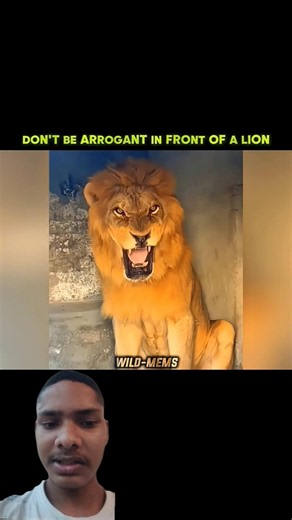 "The Way Lions Eat🦁😱 #lionfacts