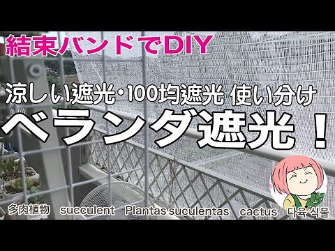 113【多肉植物】結束バンドDIYベランダ遮光始めます！涼しい遮光/100均遮光使い分け