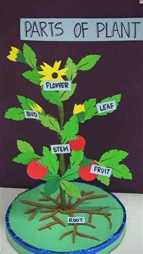 Make an Award-Winning 3D Plant Model for Your Next School Exhibition! Easy DIY 3D Parts of a Plant