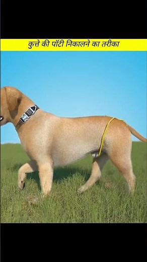 Smart Dog Poop Catcher Device That Collects Waste Automatically | No Touch Cleanup