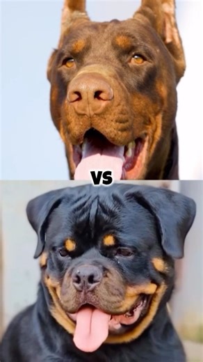 Doberman vs Rottweiler #youtubeshorts #dogbreed #ytshorts