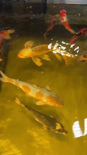 Learn about butterfly koi 🎏#aquascape #koi #japanesekoi #koifish #fish #pond #butterfly #butterflykoi #learning #teaching #fun #education | Aquascape Pond Shop