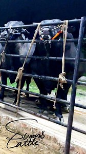 29K views · 299 reactions | Let's See Four Superstar Muscle Monster Bulls, Each Weighing Over 1.3 Tons!#SuperstarBulls #MuscleMonsters #GiantBulls #HeavyweightBulls #BullPower #1Point3TonsPlus #BullsOfStrength #MonsterBulls #reels #viral #reels2025 #trend #cows #cattle #bulls #foryoupage #sumonscattle | SUMON’S CATTLE | Facebook