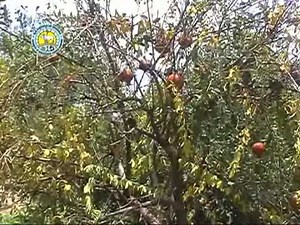 Pomegranate diseases and Pests Part 1