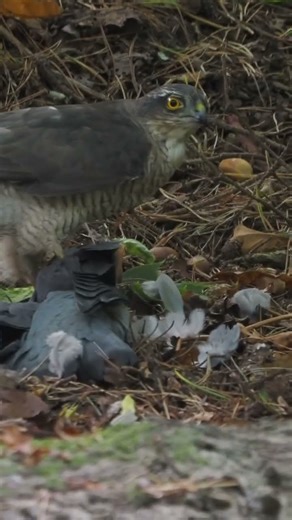 Graphic! Sparrowhawk with its catch #sparrowhawk #birds #birdsofprey #wildlife #nature #ukbirds