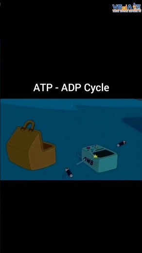 ATP - ADP Cycle #sciencefacts #studytips #youtubeshorts #shortsfeed