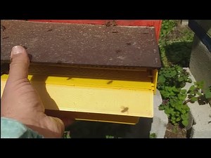 Kako pravilno postaviti sakupljače polena - Beekeeping. How to properly place pollen collectors