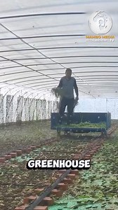 GRASSHOPPER FARMING: A LEAP TOWARDS SUSTAINABLE PROTEIN PRODUCTION Grasshopper farming is emerging as a promising sustainable agriculture practice. These insects offer high protein content (up to 70%) and require less water, land, and feed compared to traditional livestock. Vertical farming techniques enable efficient production, with eggs hatching in just two weeks under controlled conditions. #GrassHopper #Farming #Agriculture #Traditional #Production #Eggs #Hatching | Africa Equity Media