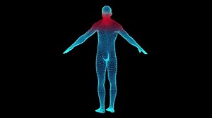 3d Animation Rotating Model Human Body Stock Footage Video (100% Royalty-free) 1033737944 | Shutterstock
