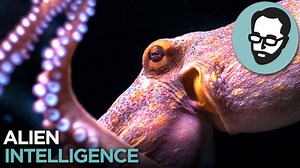How Octopuses Might Be the Closest Thing to Aliens on Earth