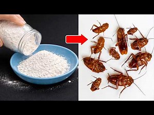 Kill Cockroaches Fast with Flour and Ginger – Simple & Effective! | Tracy Tips