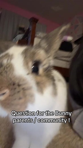 Understanding Bunny Noises: Should I Be Concerned?