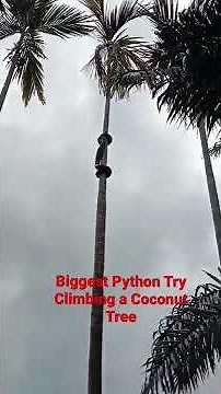 SUBSCRIBE- Large Python Climbing A Coconut Tree. Giant Anaconda caught on camera #shorts #short