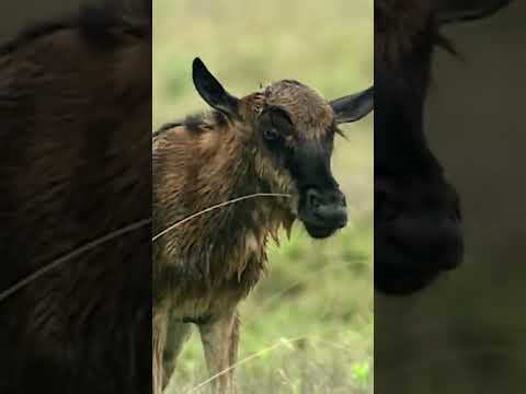 How to protect yourself from a hyena attack