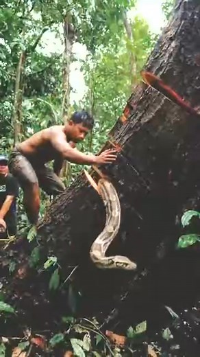 2.4K views | Have you ever cut down a tree and found a snake hiding inside？#wood #chainsaw #woodworking_276 | Mantri Hewan Fadil | Facebook