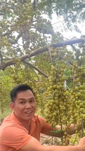 अवले की खेती कैसे करें# Amla pharming# top variety# farming tools # short & short