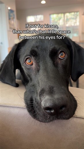 The Perfect Spot for Dog Kisses