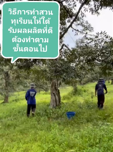 วิธีทำสวนทุเรียนให้ใด้รับผลผลิตที่ดีต้องทำตามขั้นตอนไปก็มาใส่ปุ๋ย #ออมพิศสวนผลไม้เมืองใต้ #สอนให้รู้ว่า #ทําสวนทุเรียน #สวนทุเรียน #ผู้หญิงทําสวน @ออมพิศ สวนผลไม้ เมืองใต้ @ออมพิศ สวนผลไม้ เมืองใต้ @ออมพิศ สวนผลไม้ เมืองใต้