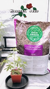 Easy Repotting with Smart Pot Transplanter 🌿 Watch how easy it is to repot your plants with the Smart Pots Transplanter! This reusable container is specially designed to make transplanting a breeze. The open seam allows total access to the plant, so there is never any concern of stress or shock. And because the fabric overlaps itself, it is able to hold most mediums and mixes without any problems. Find them at both Halifax Seed locations! Visit our website to learn more about Smart Pot Transpla