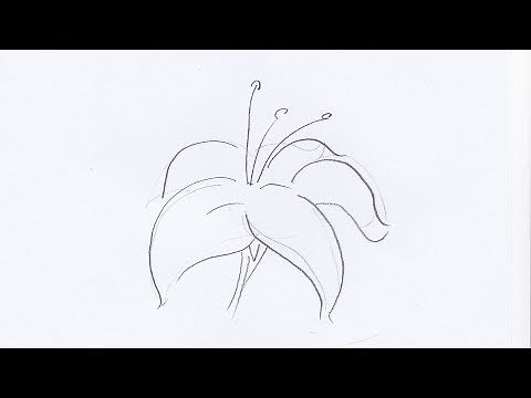 How To Draw a Lily Flower
