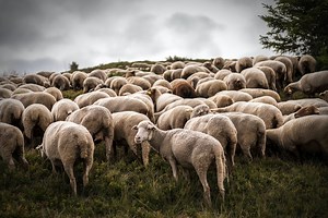 Sky shepherding: using drones to ethically herd sheep