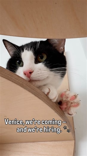 Venice, we’re coming — and we’re hiring. 🐾 As we prepare to open our new CatCafe Lounge location, we’re expanding our Cat Herder Team and looking for people who love cats and customer service equally. (apply on our website) This role is a great fit for someone who: • Is passionate about connecting people with cats looking for homes • Enjoys a fast-moving, people-forward environment • Has experience in restaurants, cafés, or other high-energy spaces — or simply thrives in that kind of setting We