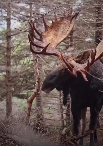 Majestic Moose in Forest with Impressive Antlers