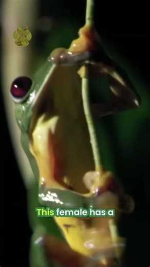 Love Is… Whoever Croaks Loudest 🐸🔊 | Subscribe to @UltimateNatureDocs | #shorts