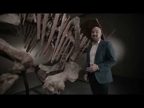A Museum-Exhibited Triceratops Comes to Auction | Andre LuJan Explains