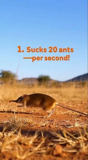 Did You Know Elephant Shrew Sucks 20 Ants Per Sec? 🐜 | BeastBiteFacts