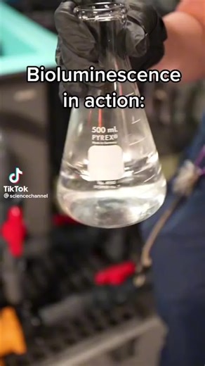 Exploring Dinoflagellates Under the ECHO Microscope