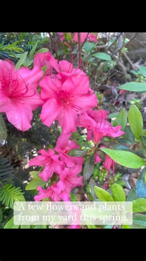 Just a few of the flowers and plants from my front yard this spring ♥️ #flowerpower #flowersofinstagram #springflowers | Beth's Country Primitive Home Decor