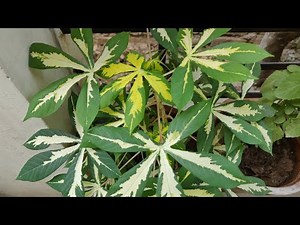 How To Grow & Care Tapioca / Manihot Plant in Pots - The Right Gardening