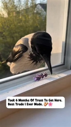 Smart Animalz | Friendship comes in all shapes and sizes (and species) 🐦✨ Did you know Corvids (crows and ravens) have the intelligence of a 7-year-old... | Instagram