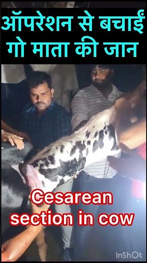 Cesarean section in cow l Dystocia l Dr Umar Khan