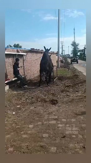 Donkey 🫏🐴 #mare # #donkey#donkeykong #facebookpost #horselover #animalloverforlife #viralpost2025シ #reelsfbシviralシ #reelsfbシviralシ #fypageシ #facebookviralvideo #facebookviral #viralchallenge #horses #viralpost2025シ2025 #horsephotography #fypageシ2025 #FacebookPage #photography #animallover #solenero #soleneropage | Sole Nero