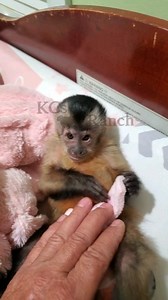 Diaper time #Godscreation #primates #petday #Emmie #capuchin #primatesarepetstoo #baby #diaper #fyp | KCs Ranch